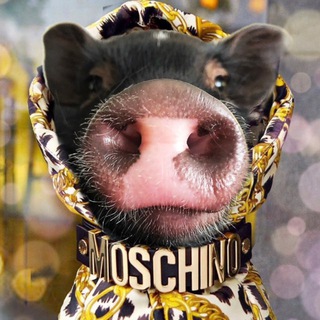 PASHTET PIGLET