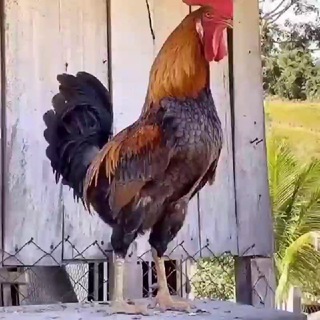 Telegram Tips