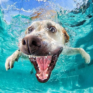 @ANIMALS_ZOOFUN