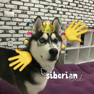 Telegram Tips