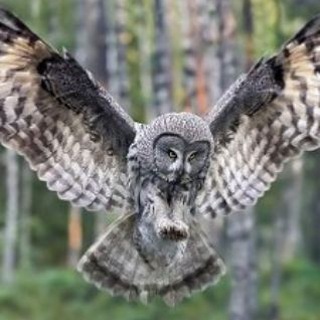 Telegram Tips