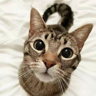 Telegram Tips