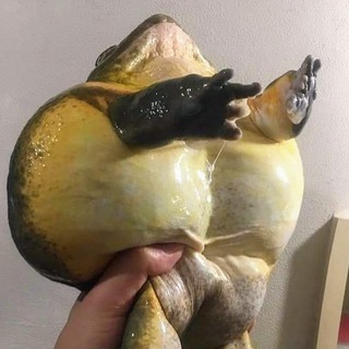 АВТО МЕЛИТОПОЛЬ