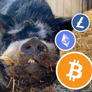 CRYPTOBOAR 