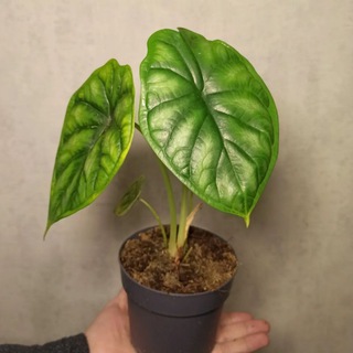 FLORA_V_GORODE