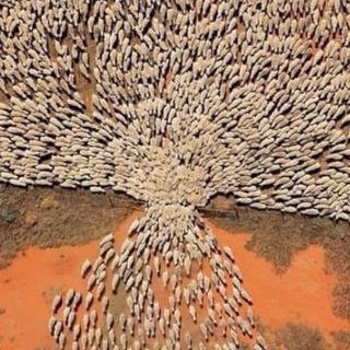 Telegram Tips