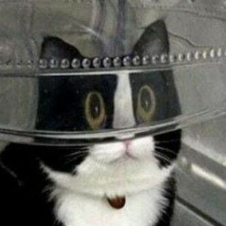 CAT PICTURES