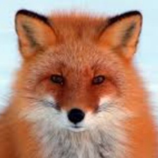 Telegram Tips