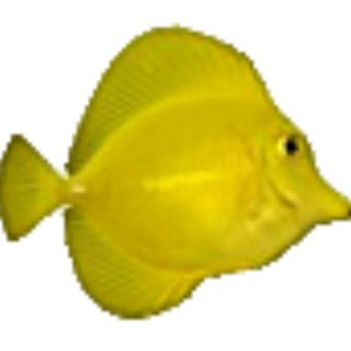REEFCENTRAL.RU