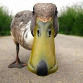 ANIMAL GIFS