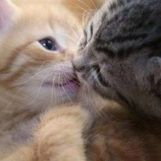 СЛАДКИЕ КОТЯТА
