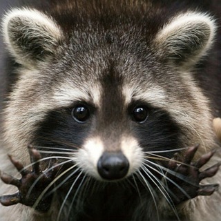 PROCYON/RACCOON/ЕНОТ