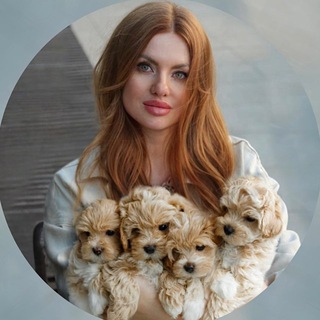 МАЛЬТИПУ МALTIPOO_PUPPY_LIVE