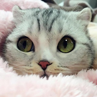 КОТОМАНИЯ | КОТЫ СМЕШНЫЕ ВИДЕО | КОТЯТА