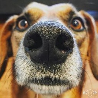 Telegram Tips