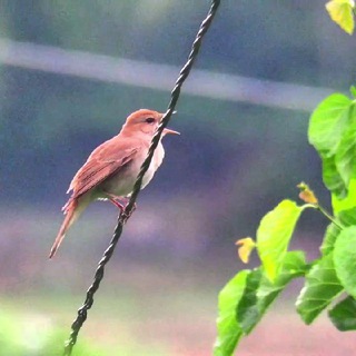 XOFIZ BULBUL.UZ