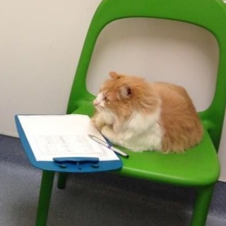  ПСИХОЛОГИЯ И КОТИКИ