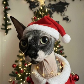Telegram Tips