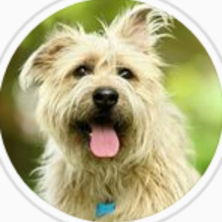 Telegram Tips