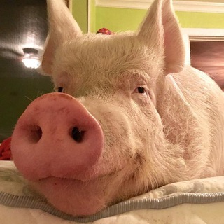 Telegram Tips