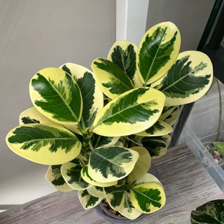 PLANTS_MOMSTER  О РАСТЕНИЯХ