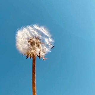 Telegram Tips