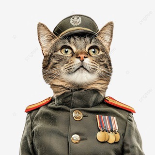 КОТ NEWS