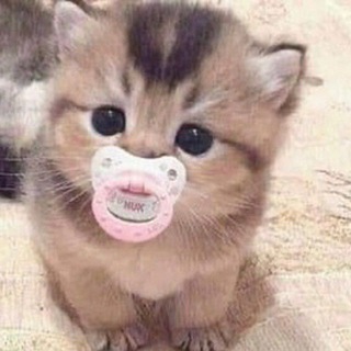 Telegram Tips