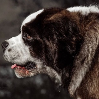 DOG MANIA