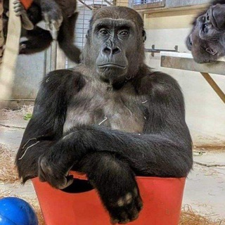 DAILY MONKEYS