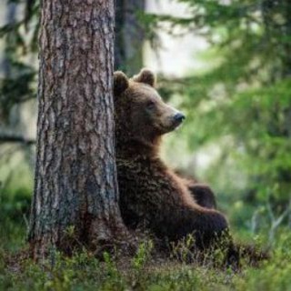 Telegram Tips